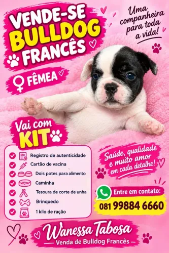 Bulldogue Francês fêmea 