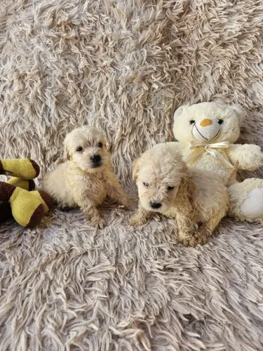 Poodle