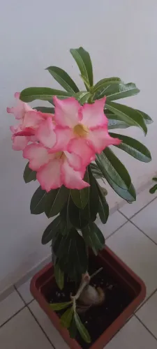 Rosa do Deserto (Adenium obesum) adulta - caudex grande + vaso