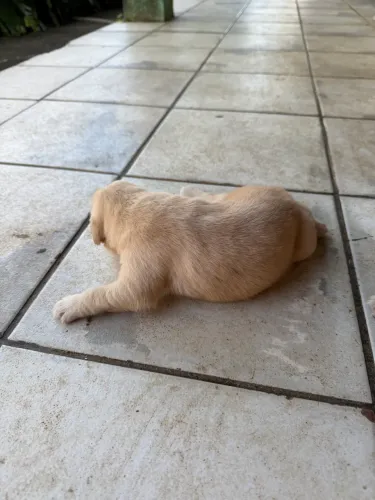 Golden retriever com pedigree