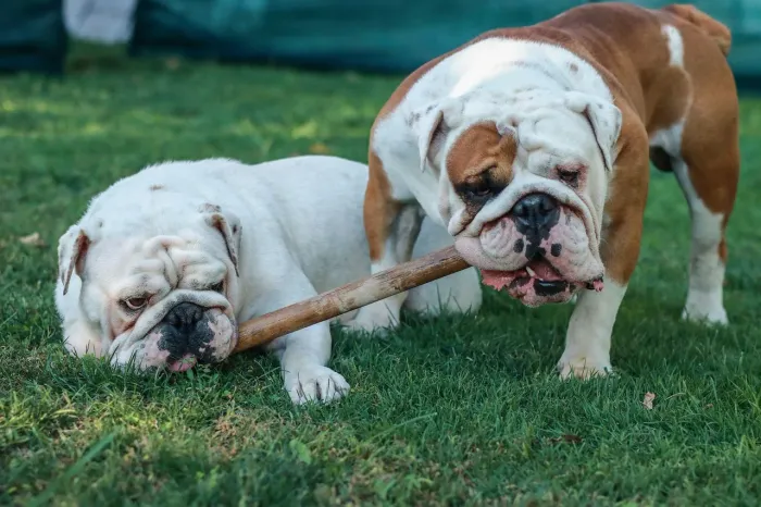 Filhotes de Bulldog Inglês Porte Oficial 