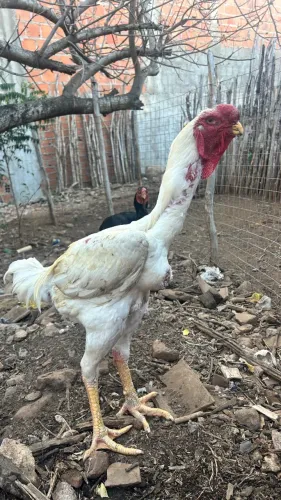 Índio gigante 