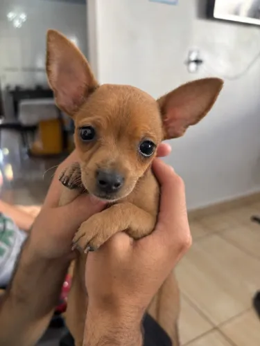 Pinscher macho