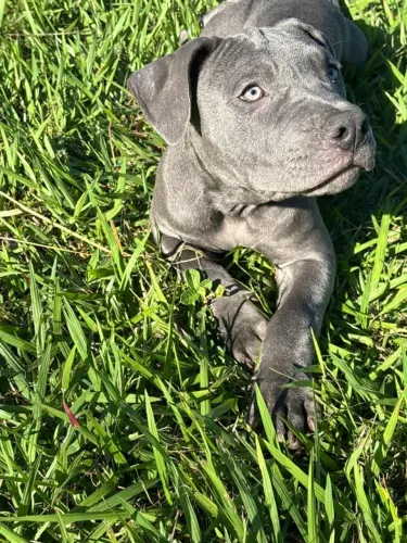 AMERICAN PIT BULL TERRIER BLUE NOSE MACHO E FÊMEAS DISPONÍVEIS