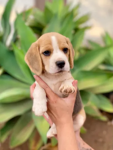 Beagle Filhote