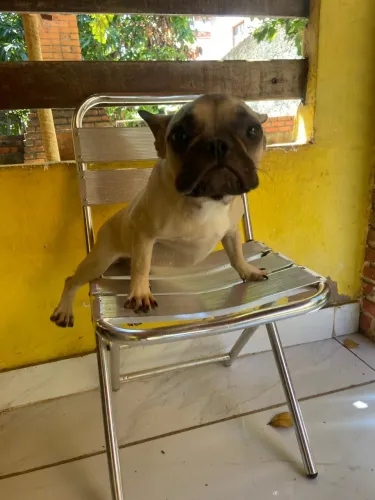 Vendo linda a candela Buldog francês