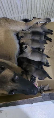 Filhote de Pastor Belga Malinois à Venda. Contato: *80