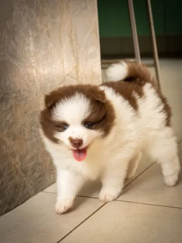 Fêmea - Filhote de Pomsky - Alto Padrão