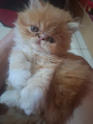 Vende-se filhote de gato persa macho pv