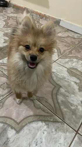 Cachorro spitiz alemão 