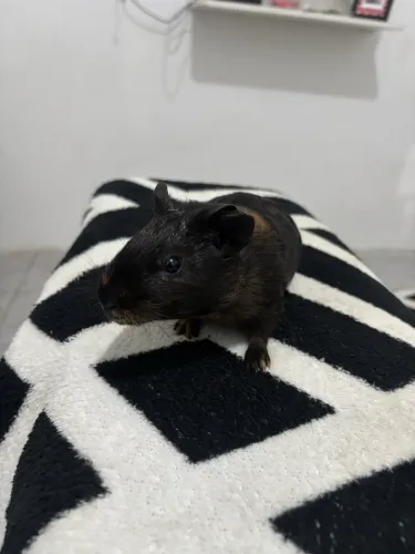 Porquinho da india filhote 2 meses de vida