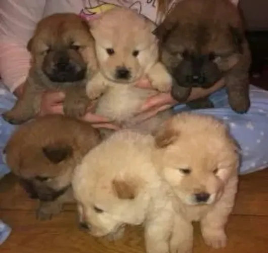 Chow - Chow ! Fofos e espertos 