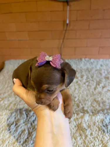 Pinscher fêmea 
