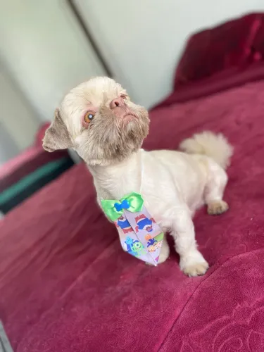 Teddy procura namorada