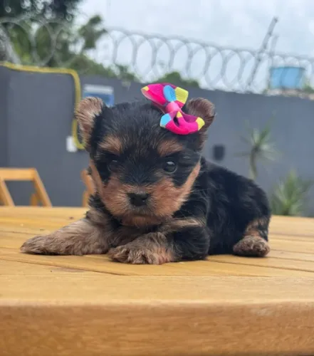 yorkshire mini