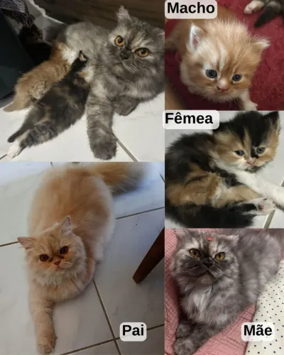 Filhotes de gatos Persa 