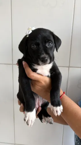 ADOÇÃO RESPONSÁVEL 