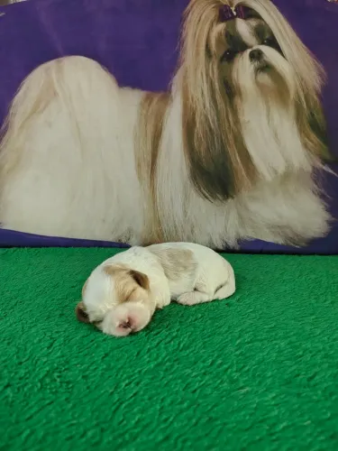Lhasa Apso canil família Danubio 