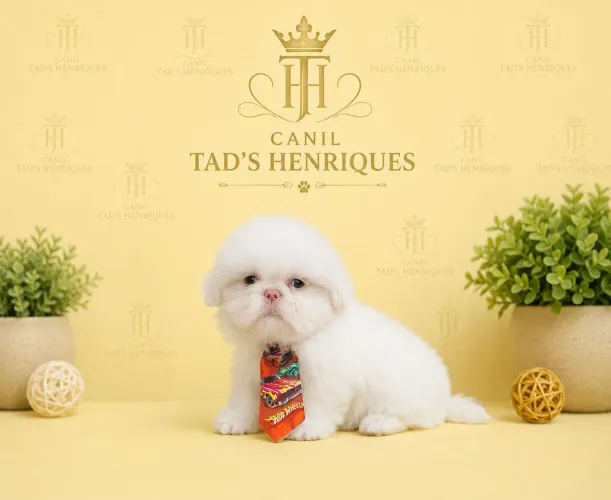 SHIH TZUS - BBS LINDOS