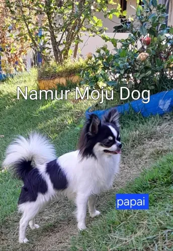 Chihuahua pelo longo, fêmea e macho, em 10x, Linhagem Russa.