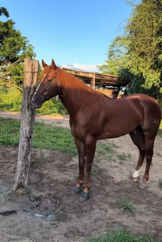 Cavalo