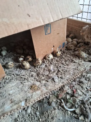 Gaiola com codornas