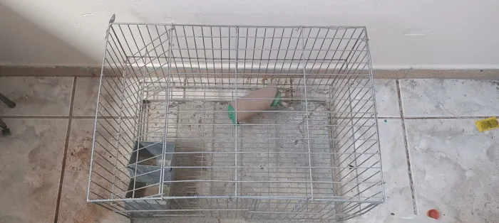 Gaiola para ramister