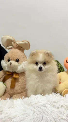 Filhote de Spitz alemão ( Lulu da pomerânia)