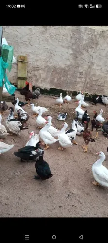 Vendo Pato Paisaudu