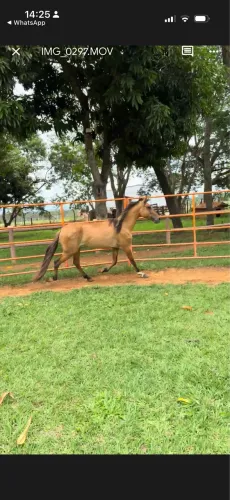 Animais para agropecuária