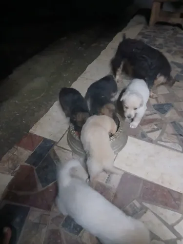 Filhote de cachorro