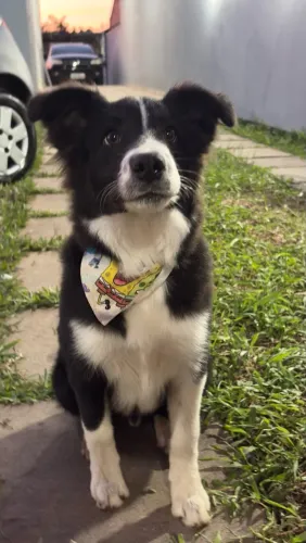 Border collie 