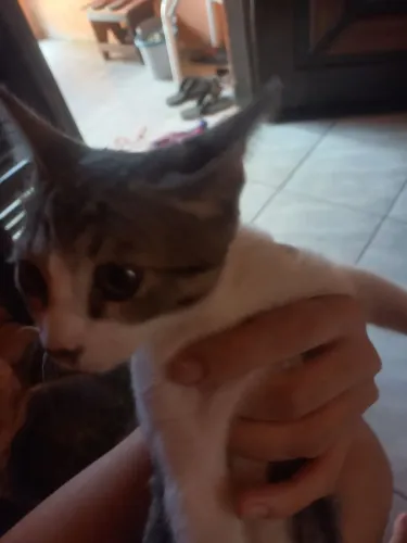 Doação de gato fêmea uma gata