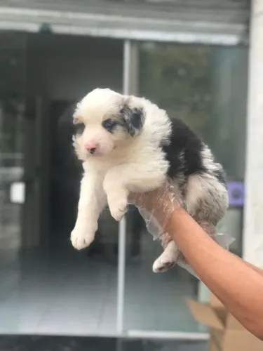 Border Collie Fêmea Extremamente Dócil | Contrato e Garantias