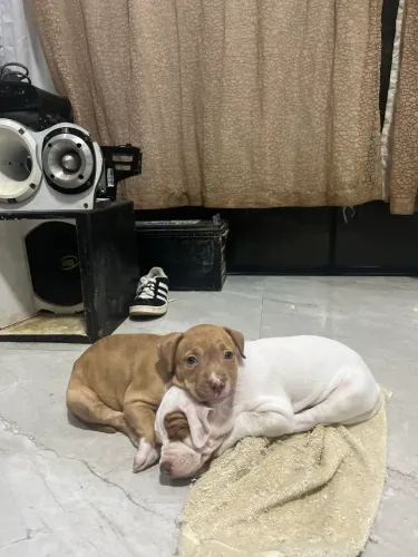 Pitbull fêmeas 