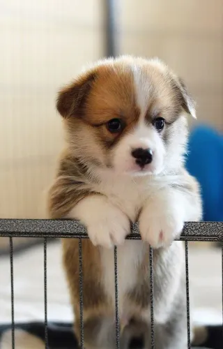 Corgi Machos e Femeas