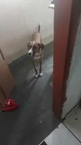 Doação de cachorro 
