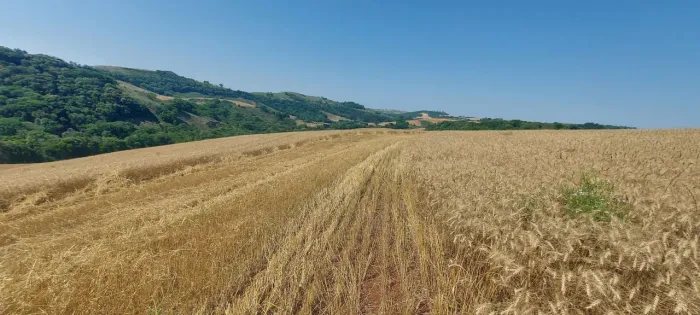 SÍTIO MECANIZADO PARA PLANTIO