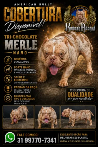 Cobertura American Bully Tri-chocolate Merle Nano 