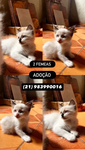 adoção gatas