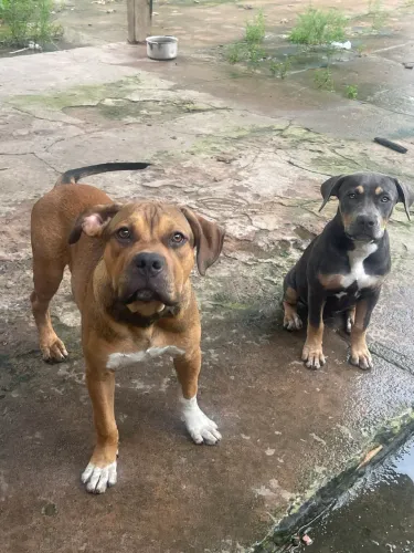 Pit Monster