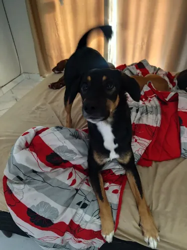 Cachorro macho castrado
