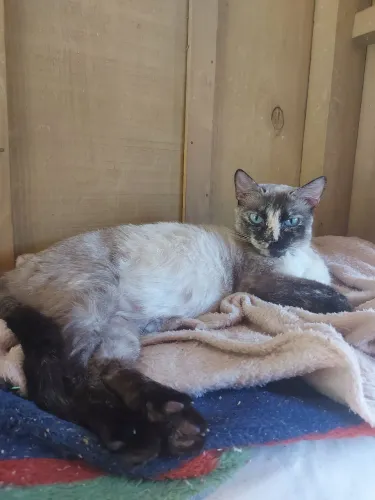 Doação de gata fêmea, castrada.