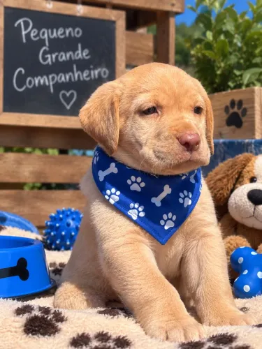 Perfeitinha filhote de Labrador FÊMEA ?