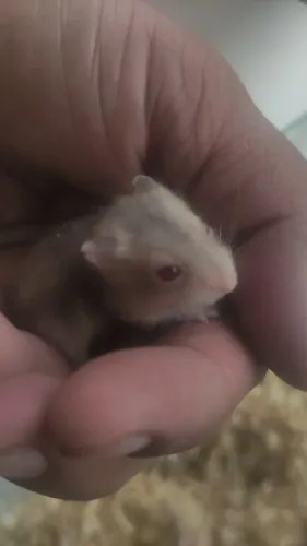 Hamister anão russo