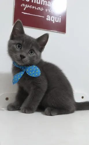 Gatinho Azul Russo 50 dias Macho Lindíssimo