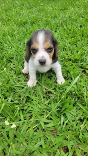 Filhote Beagle, Seus dias nunca mais serão os mesmos com esse peludinho ao lado!