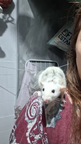 Rato twister