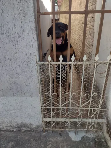 Vendo filhote de rottwaller
