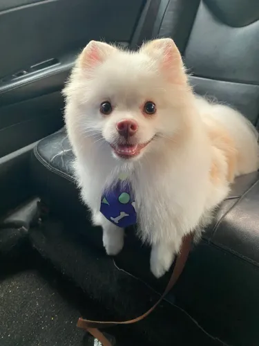 Spitz Alemão Macho para cruzar 